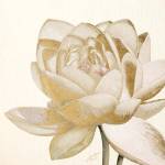 Vintage Lotus Cream II by Marie-Elaine Cusson