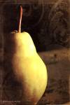 Vintage Pear I by Shannon Marie
