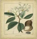 Vintage Turpin Botanical I by Pierre Jean Francois Turpin
