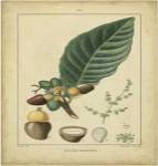 Vintage Turpin Botanical IV by Pierre Jean Francois Turpin