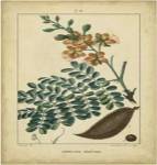 Vintage Turpin Botanical VI by Pierre Jean Francois Turpin
