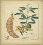 Vintage Turpin Botanical VIII by Pierre Jean Francois Turpin