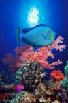 Vlamings unicornfish and Squarespot anthias (Pseudanthias pleurotaenia) with soft corals in the ocean by Panoramic Images