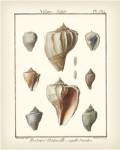 Volute Shells, Pl.384 by Denis Diderot