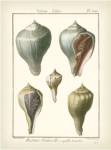 Volute Shells, Pl.390 by Denis Diderot