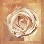 Warm Rose II by Lucy Meadows