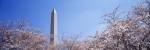 Washington Monument behind cherry blossom trees, Washington DC, USA by Panoramic Images