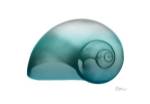 Water Snail 2 by Albert Koetsier