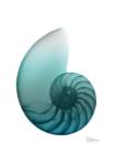Water Snail 4 by Albert Koetsier