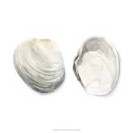 Watercolor Shells II by Megan Meagher