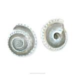 Watercolor Shells IV by Megan Meagher