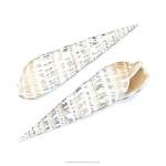 Watercolor Shells IX by Megan Meagher