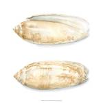 Watercolor Shells V by Megan Meagher