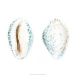 Watercolor Shells VI by Megan Meagher
