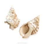 Watercolor Shells VII by Megan Meagher
