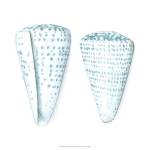 Watercolor Shells VIII by Megan Meagher