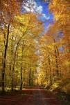 Way to Fall by Philippe Sainte-Laudy