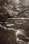 Whatcom Creek by Alan Majchrowicz