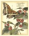 Whimsical Butterflies II by Vision Studios