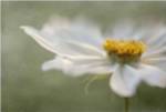 Whisper by Mandy Disher