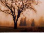 Whisper of Dawn by M. Ellen Cocose
