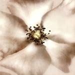 Whisper of Rose by Donna Geissler