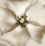 Whisper of Rose by Donna Geissler