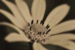 White And Black Flower by Gordon Semmens