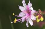 White And Magenta Flower On Green by Gordon Semmens