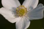 White And Yellow Flower Closeup by Gordon Semmens