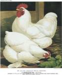 White Cochins by Cassell's poultry book