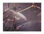 White Coy 1 by Susan Friedman