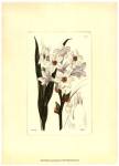 White Curtis Botanical I by Vision Studios