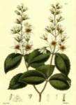White Curtis Botanical II by Vision Studios