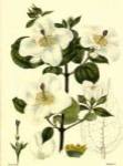 White Curtis Botanical III by Vision Studios