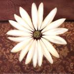 White Daisy by Tamara Wright