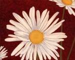 White Daisy On Red by Adam Guan