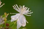 White Flower And Dew by Gordon Semmens