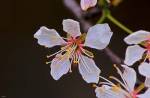 White Flower And Petals by Gordon Semmens