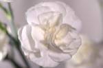 White Flower And Stems by Gordon Semmens