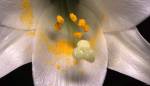 White Flower And Yellow Pollen by Gordon Semmens