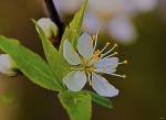 White Flower Bloom And Buds by Gordon Semmens