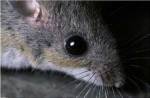 White-footed Mouse