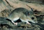 White-footed Mouse