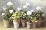 White Geraniums by Danhui Nai