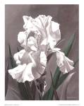 White Iris by Hornbuckle