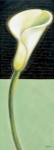 White Lily by Chantal Godbout