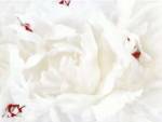 White Linen Peony I by Rachel Perry