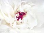 White Linen Peony II by Rachel Perry