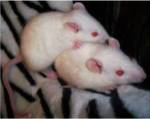 White Mice